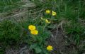 Geum montanum